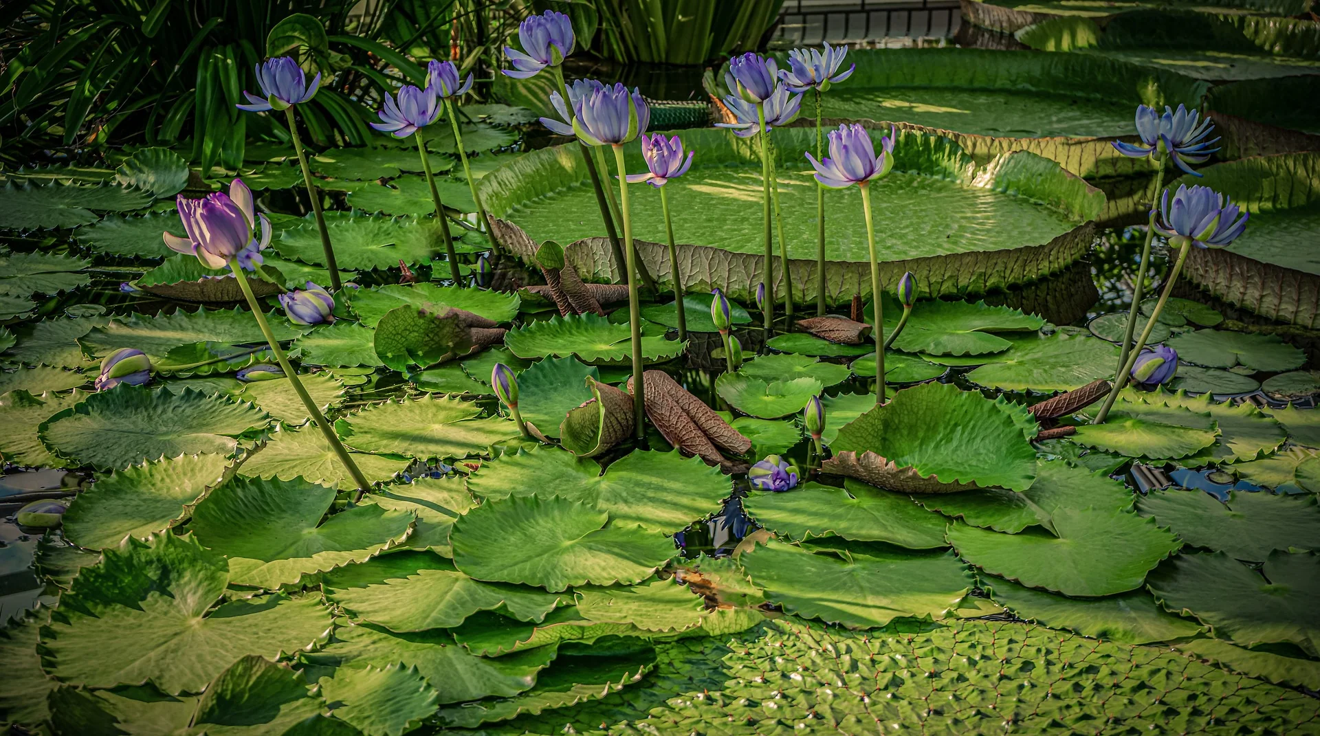 Nymphaea nouchali var caerulea, N. caerulea <br>BLUE WATER LILY, BLUE LOTUS - Image 11