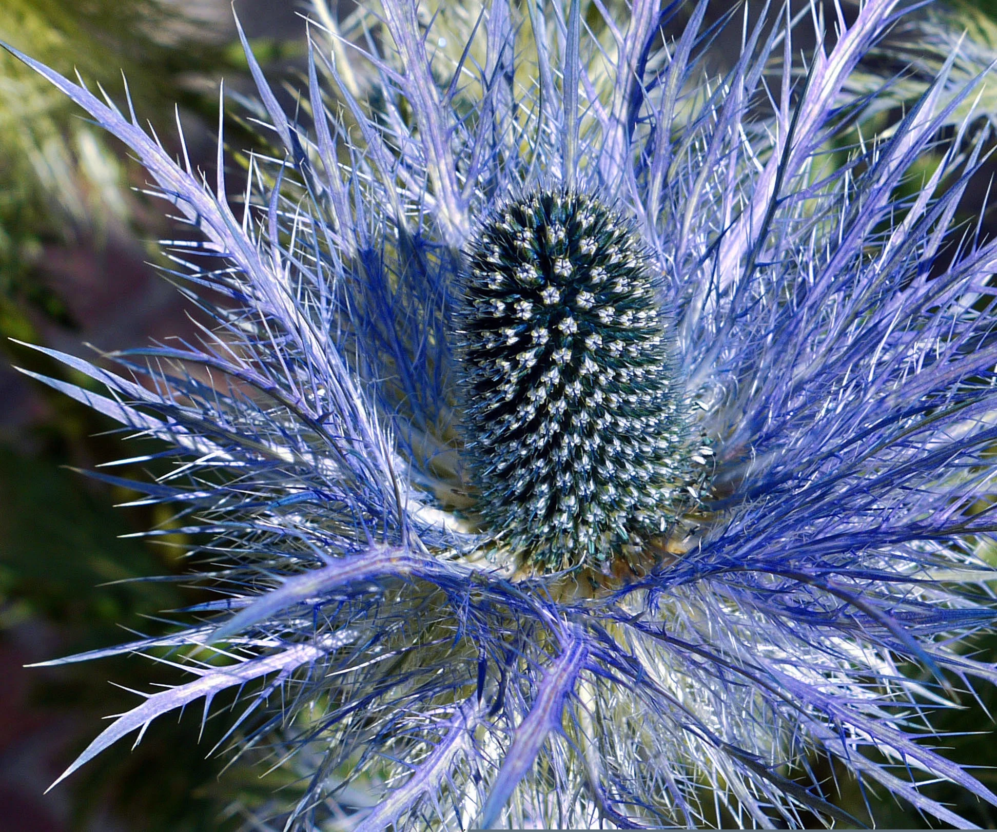 Eryngium alpinum <br>'BLUE STAR' ALPINE SEA HOLLY