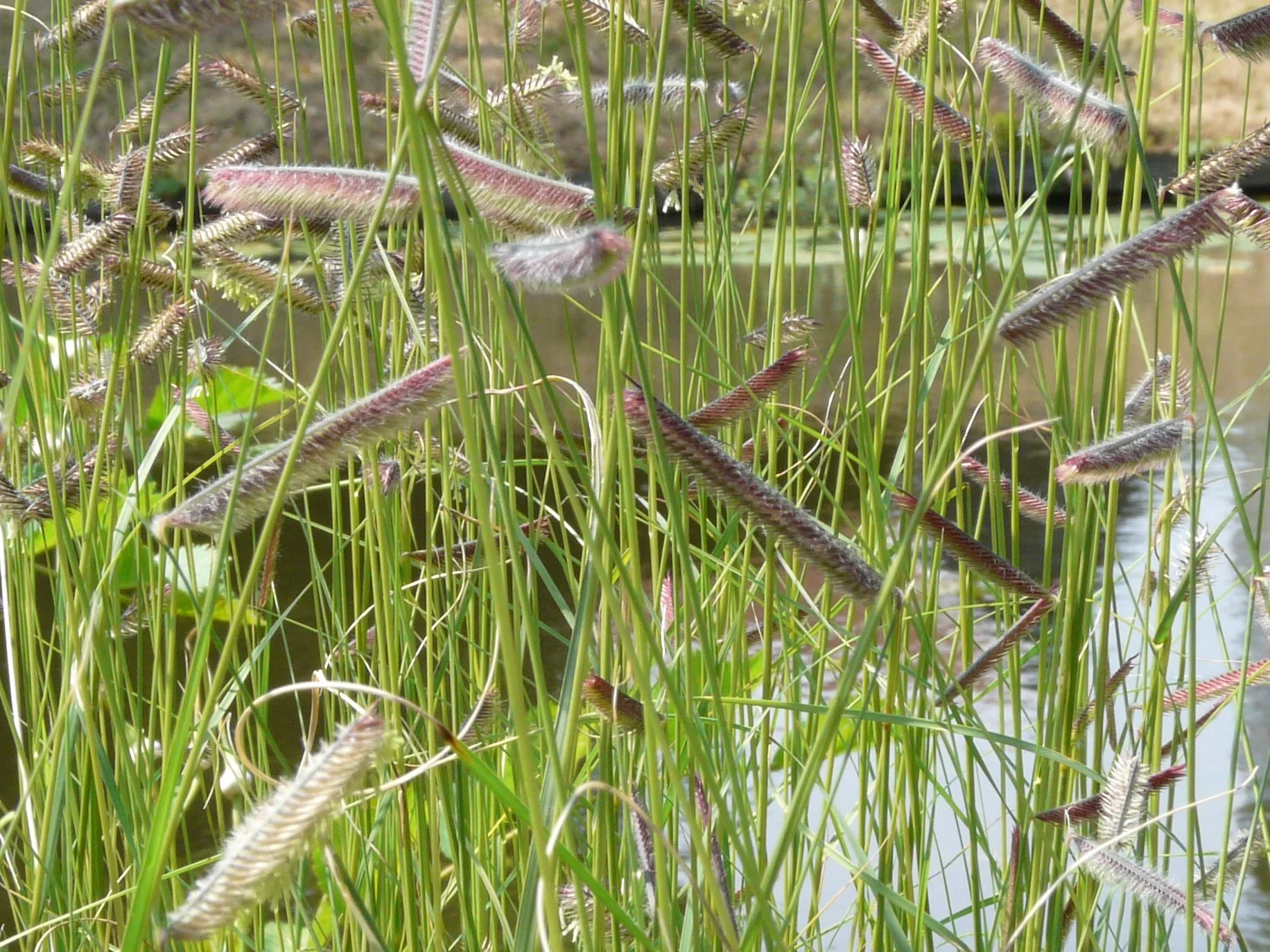 Bouteloua gracilis <br>BLUE GRAMA GRASS, MOSQUITO GRASS