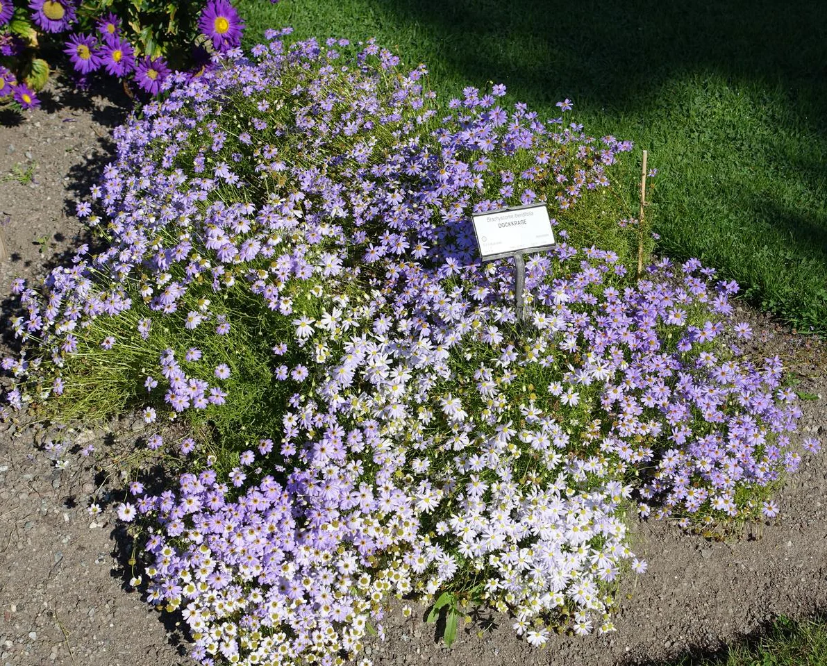 Brachyscome iberidifolia <BR>SWAN RIVER DAISY MIX
