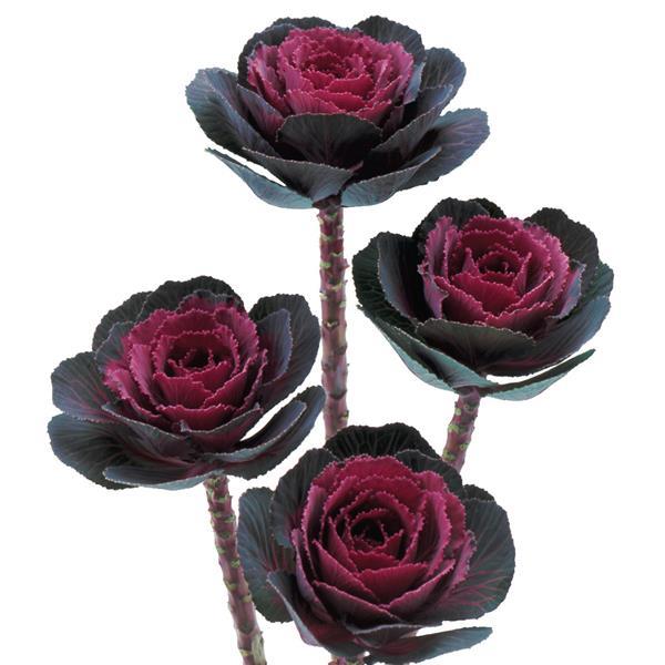 Brassica oleracea <br>CRANE ROSE FLOWERING KALE