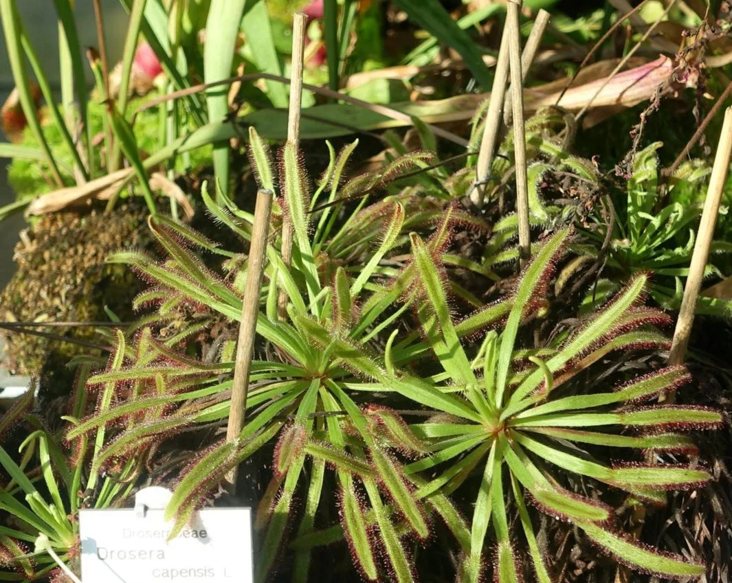 Drosera capensis <br>BROAD LEAF SUNDEW