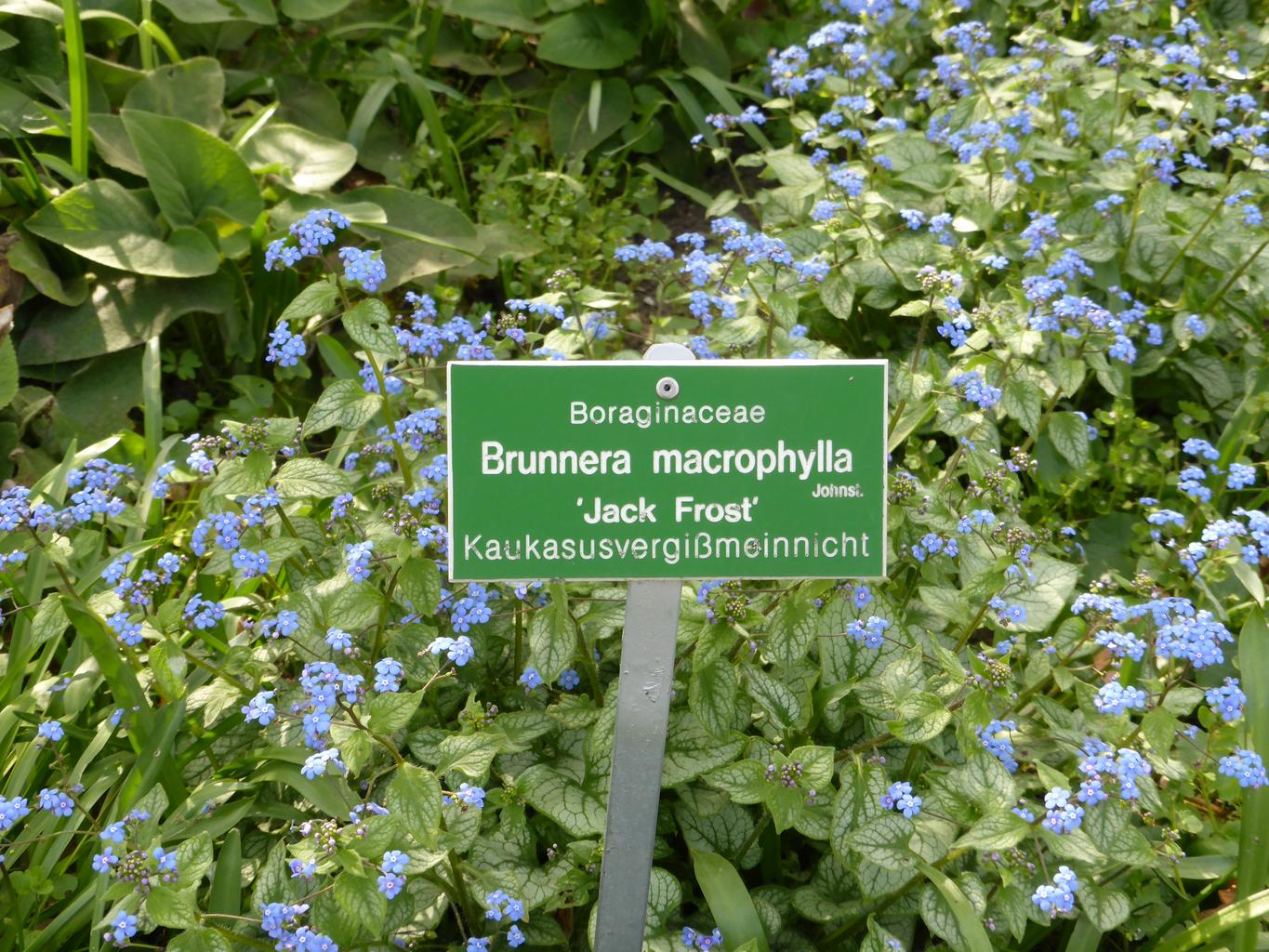 Brunnera macrophylla <br>BRUNNERA SILVER FROST - Image 3