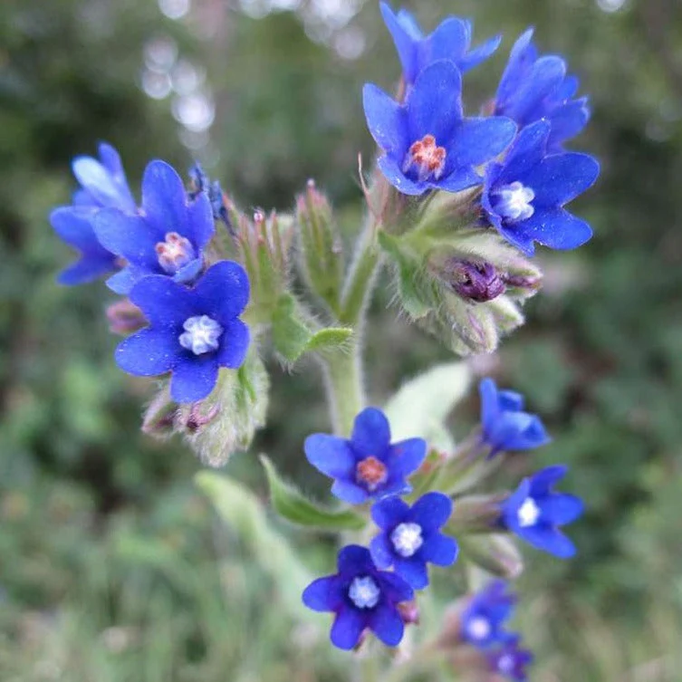 Anchusa officinalis, Anchusa capensis <br>CAPE FORGET ME NOT, BUGLOSS.