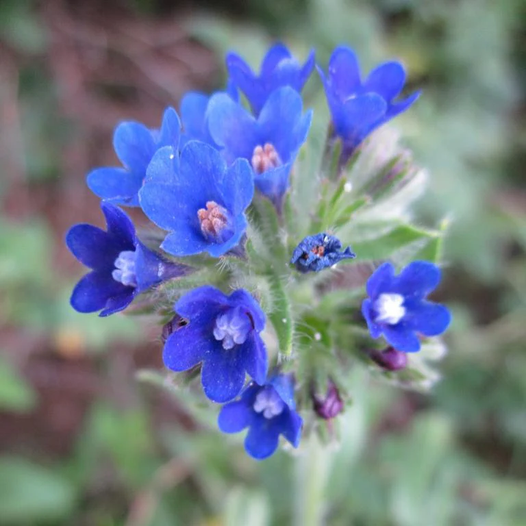 Anchusa officinalis, Anchusa capensis <br>CAPE FORGET ME NOT, BUGLOSS. - Image 2