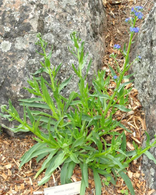 Anchusa officinalis, Anchusa capensis <br>CAPE FORGET ME NOT, BUGLOSS. - Image 3