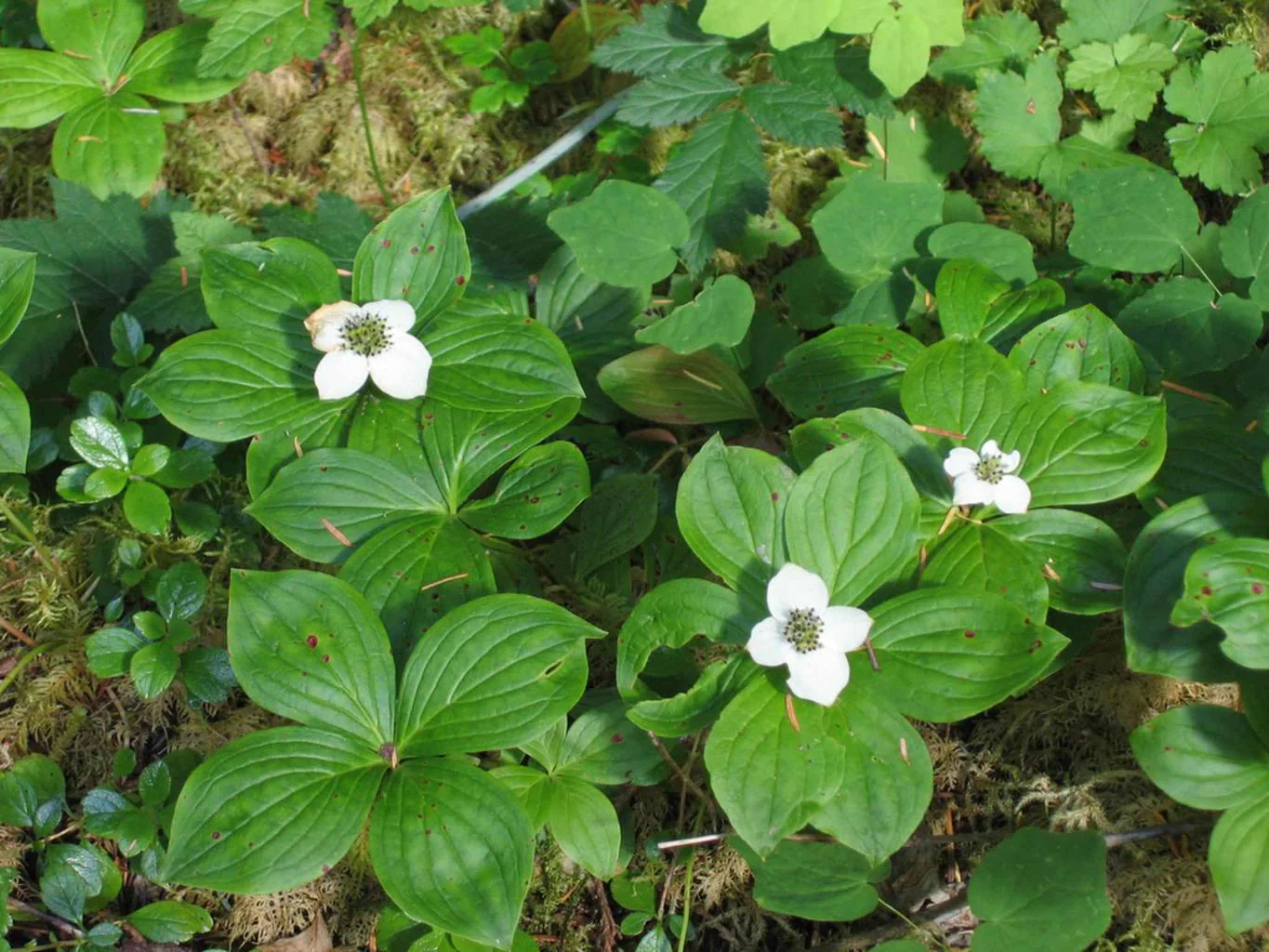 Cornus canadensis <br>BUNCHBERRY - Image 2