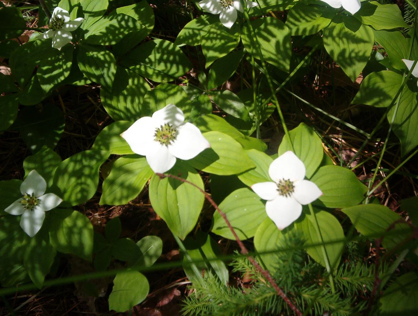 Cornus canadensis <br>BUNCHBERRY - Image 3