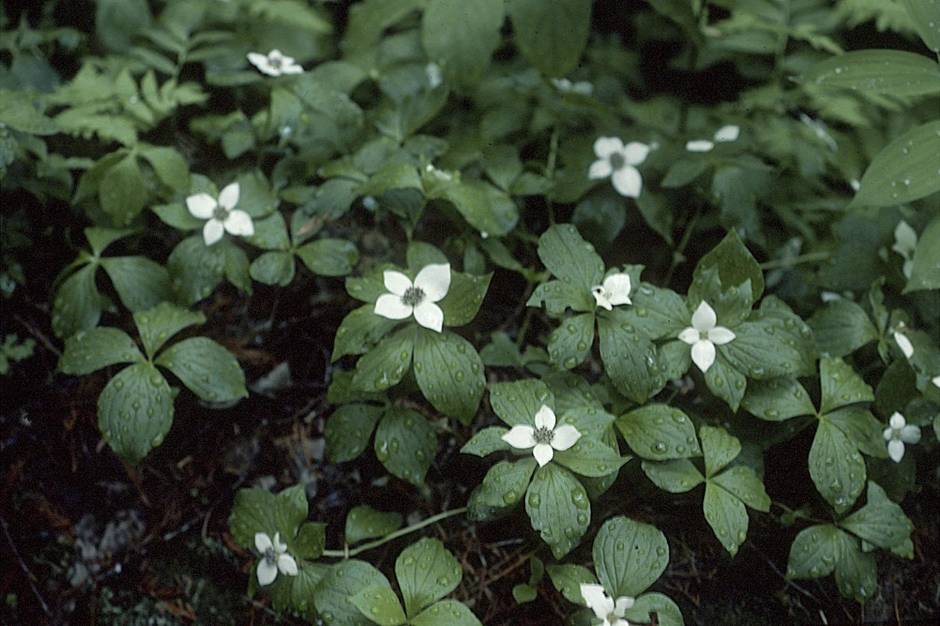 Cornus canadensis <br>BUNCHBERRY - Image 4