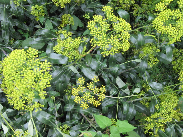 Bupleurum fruticosum <br>SHRUBBY HARE'S EAR, THOROW WAX