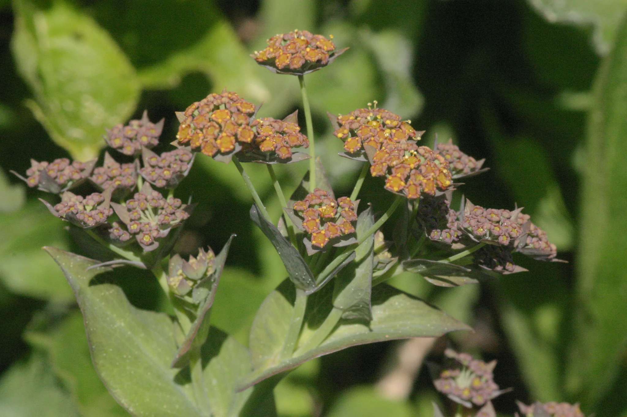 Bupleurum longifolium <br>'BRONZE BEAUTY' HARE'S EAR - Image 2