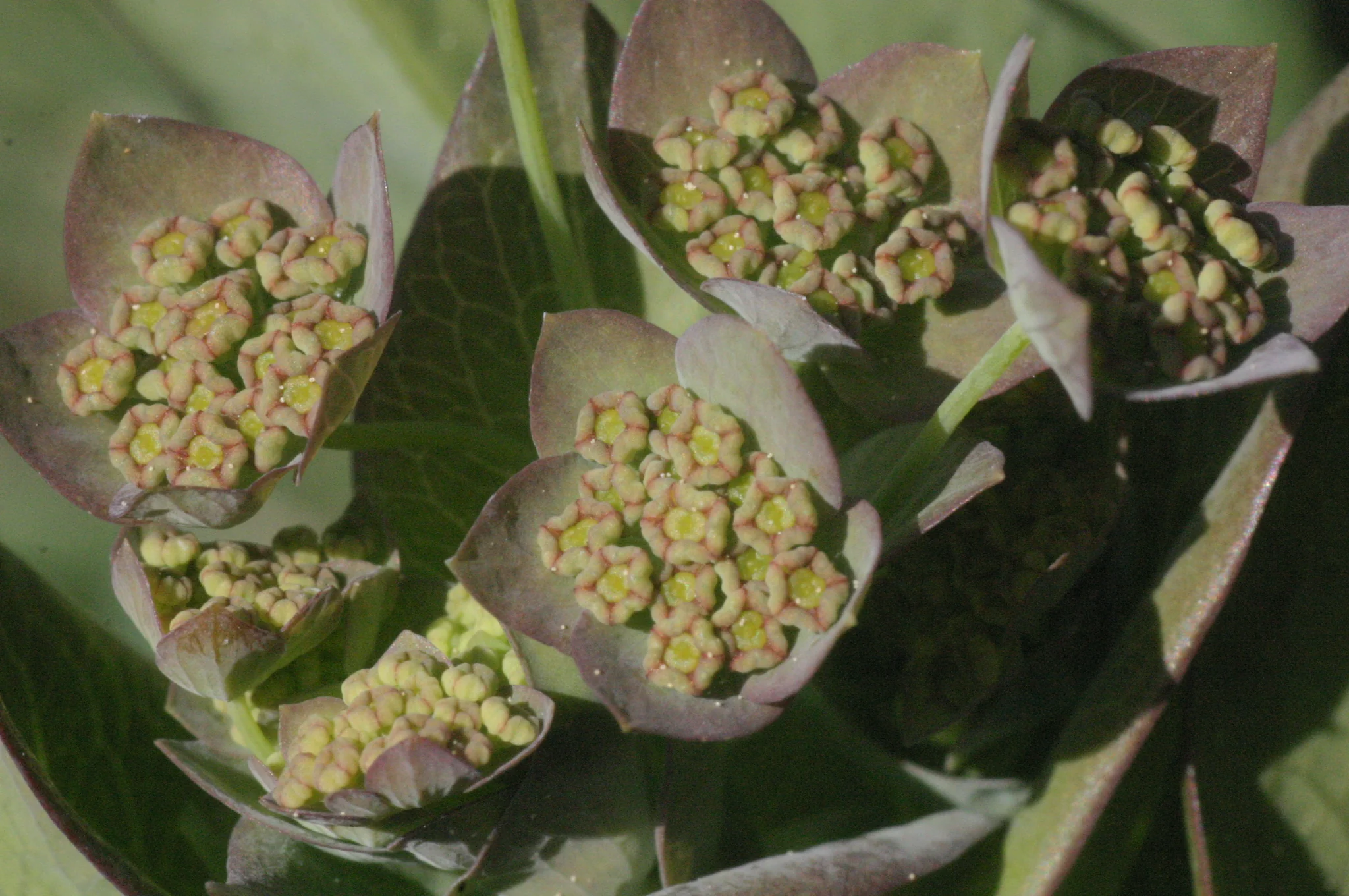 Bupleurum longifolium <br>'BRONZE BEAUTY' HARE'S EAR - Image 3
