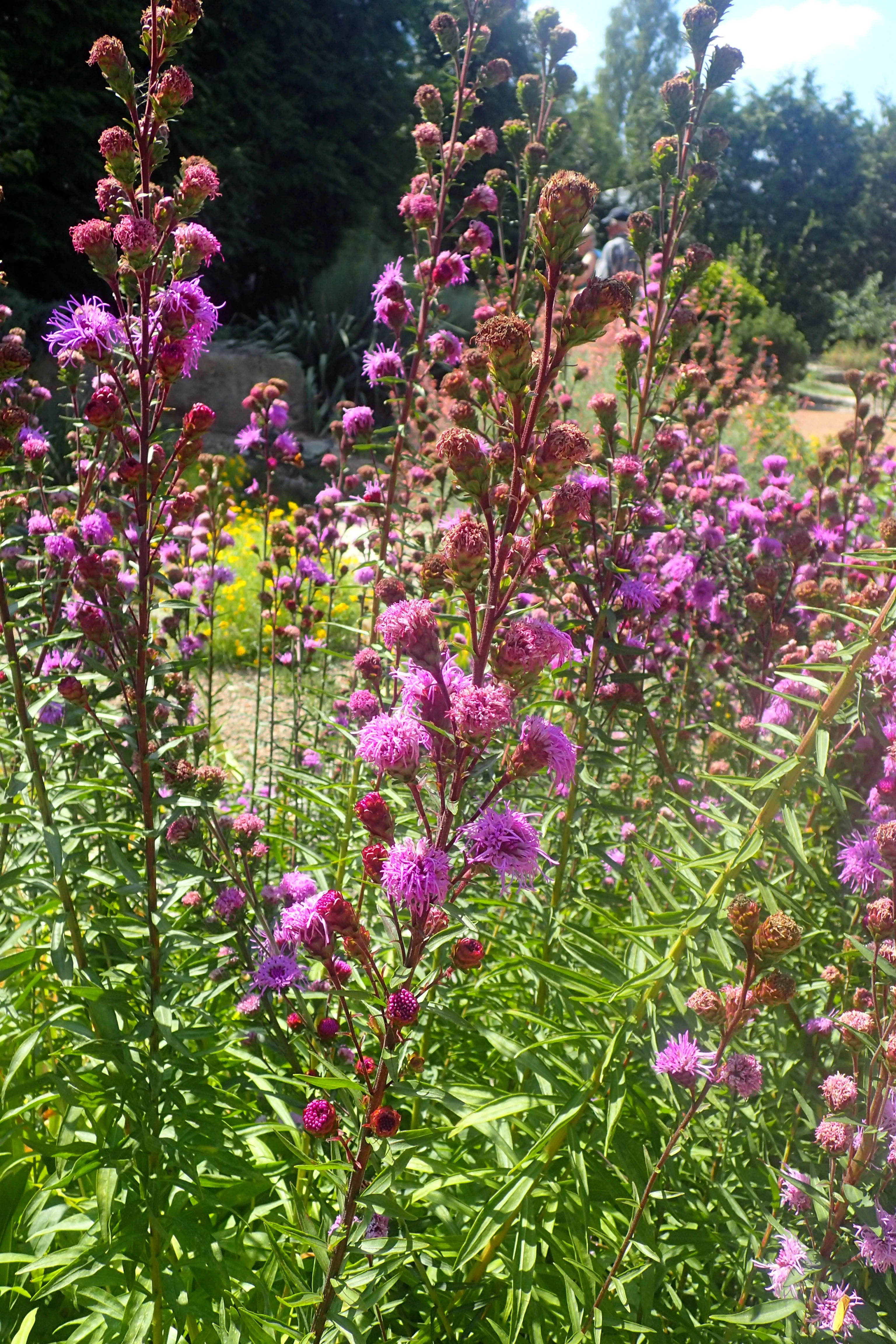 Liatris scariosa <br>NORTHERN BLAZING STAR (Butterfly Magnet!)
