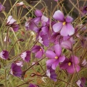 Byblis filifolia <br>RAINBOW PLANT
