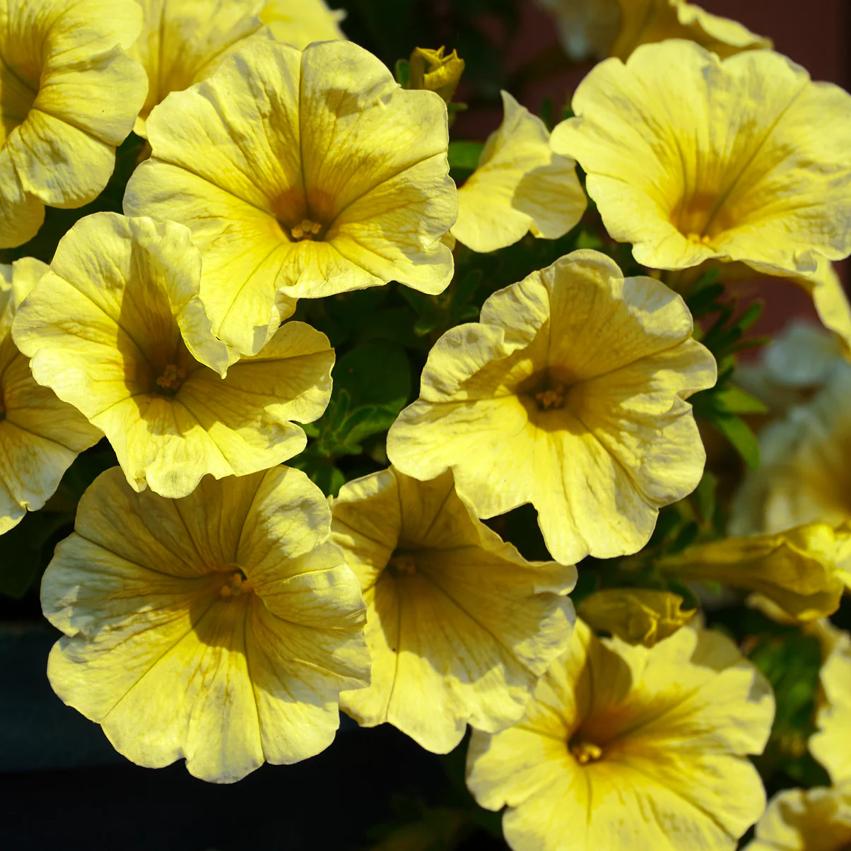 Calibrachoa x Petunia <br>PETCHOA CALIBURST YELLOW