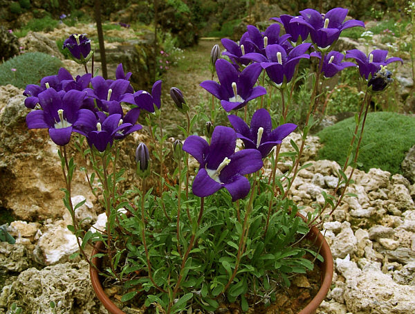 Campanula bellidifolia <br>BELLFLOWER