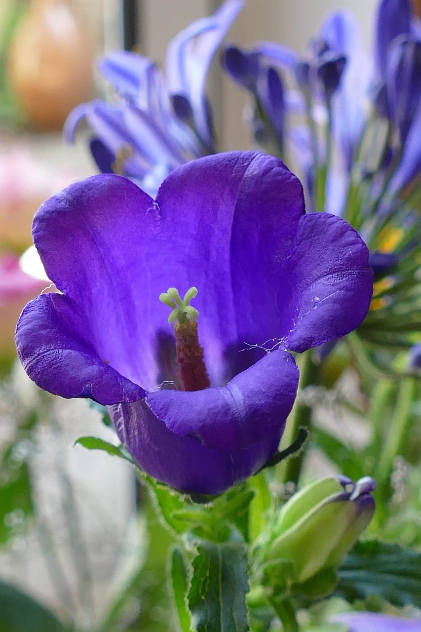 Campanula medium <br>BLUE CANTERBURY BELLS, CUP & SAUCER