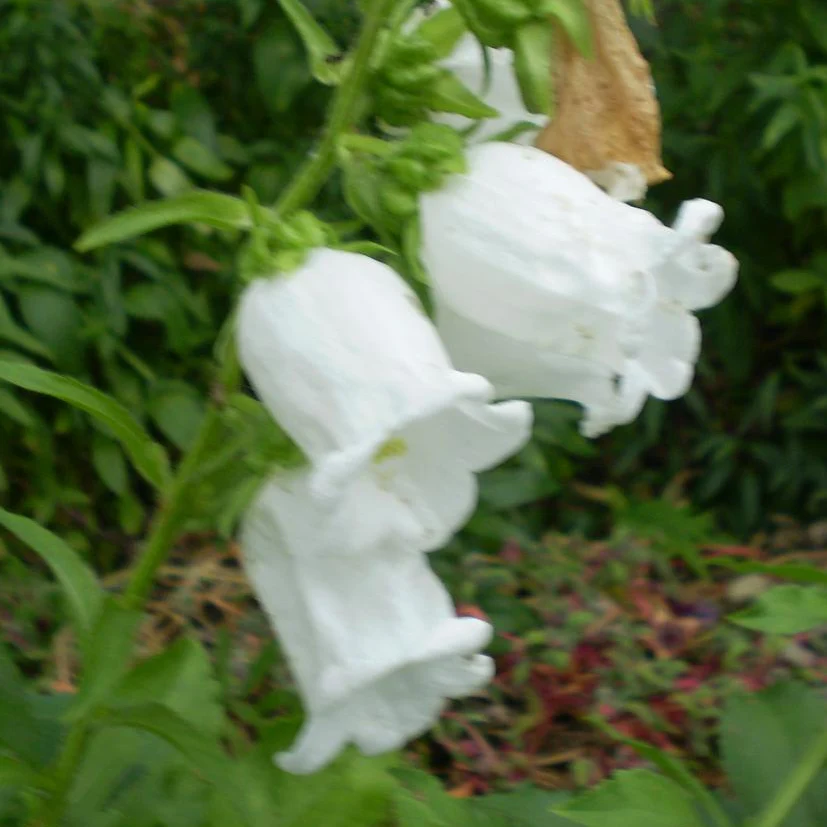 Campanula medium <br>WHITE CANTERBURY BELLS, CUP & SAUCER