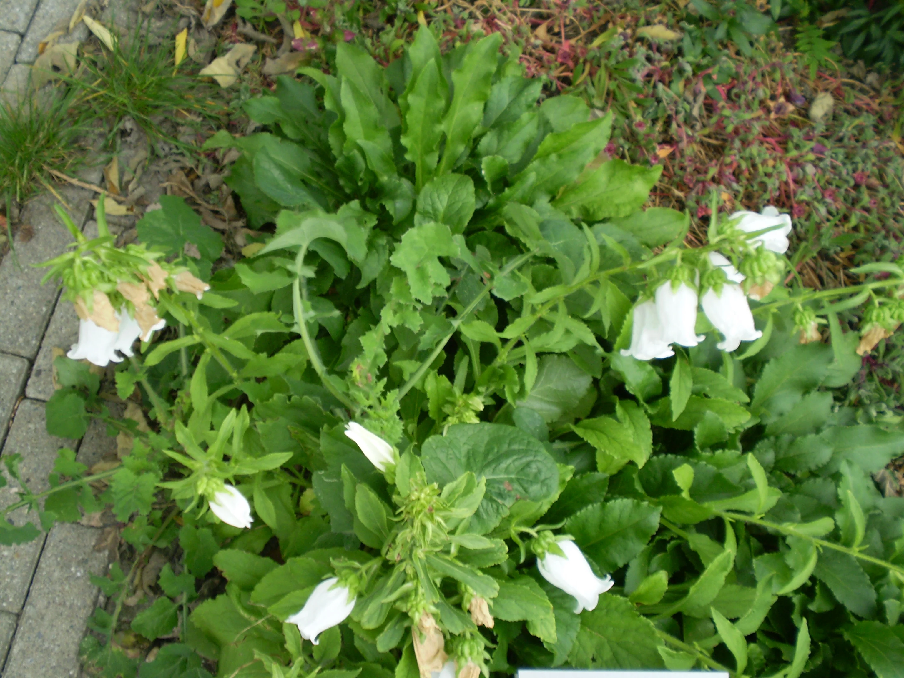 Campanula medium <br>WHITE CANTERBURY BELLS, CUP & SAUCER - Image 2