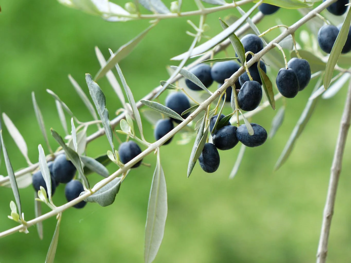 Olea europaea <br>CANINO OLIVE TREE