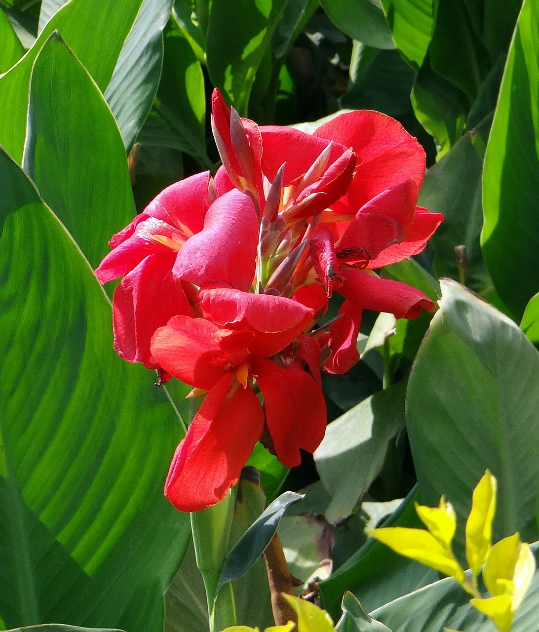 Canna x generalis <br>CANNA ROSE
