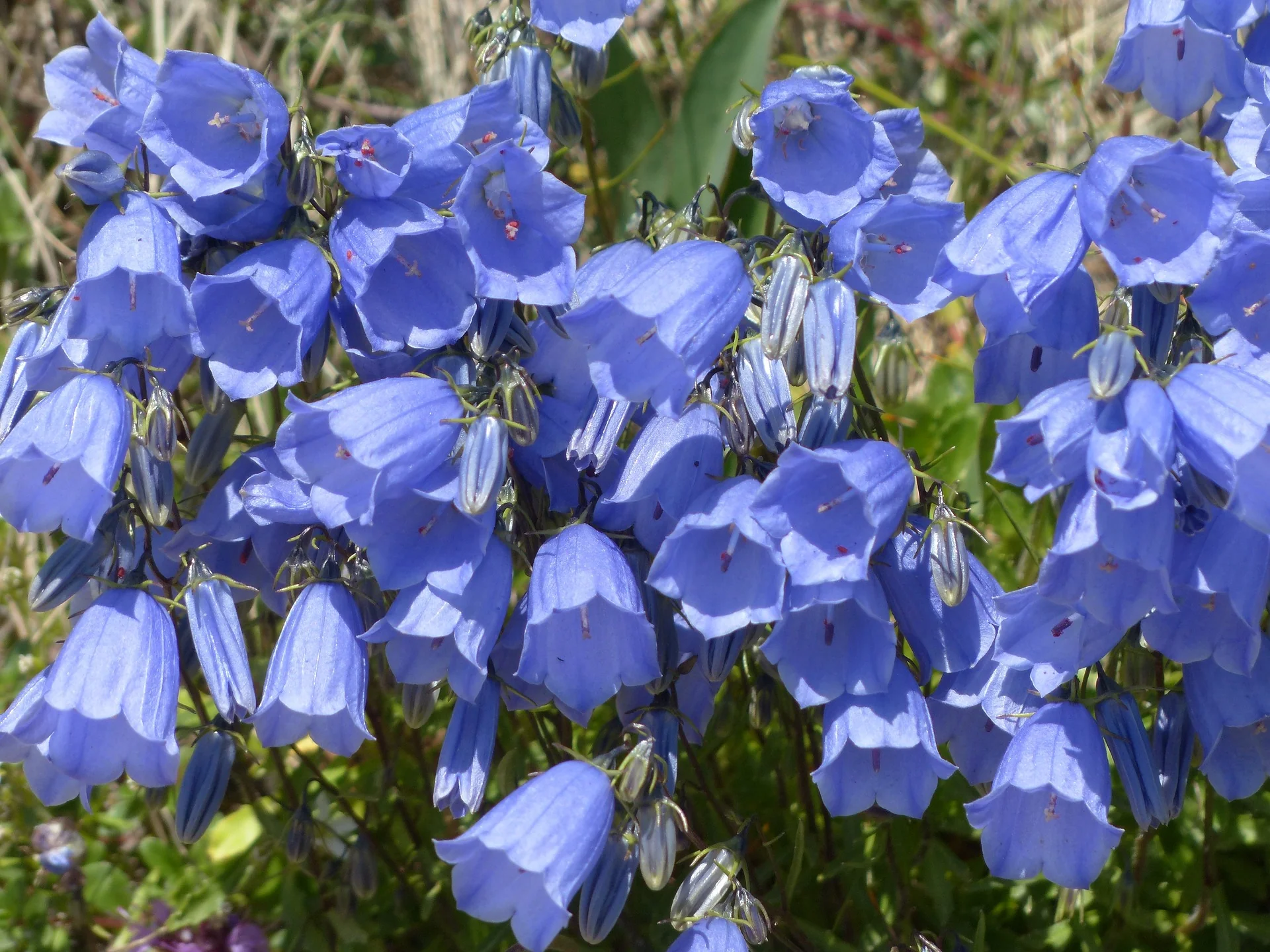 Campanula medium <br>CANTERBURY BELLS, CUP & SAUCER MIX