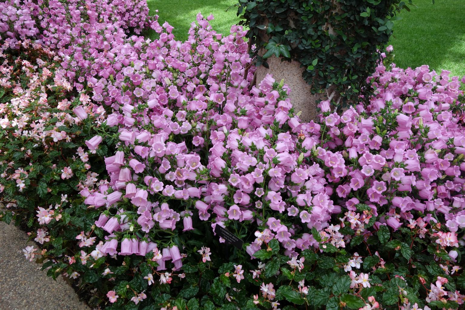 Campanula medium <br>CANTERBURY BELLS, CUP & SAUCER MIX - Image 3