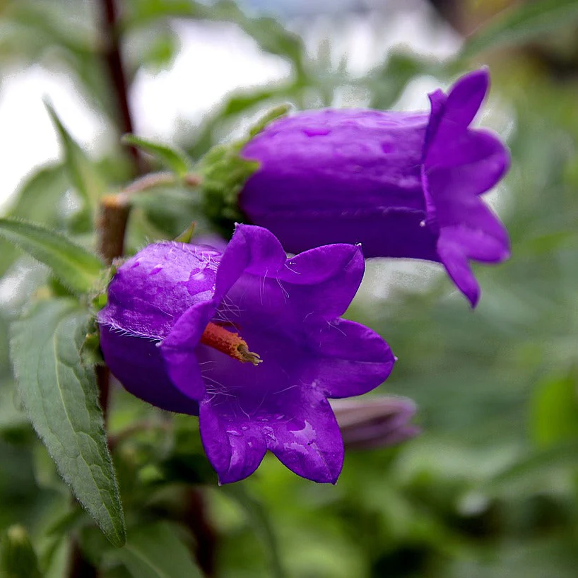 Campanula medium <br>CANTERBURY BELLS, CUP & SAUCER MIX - Image 4