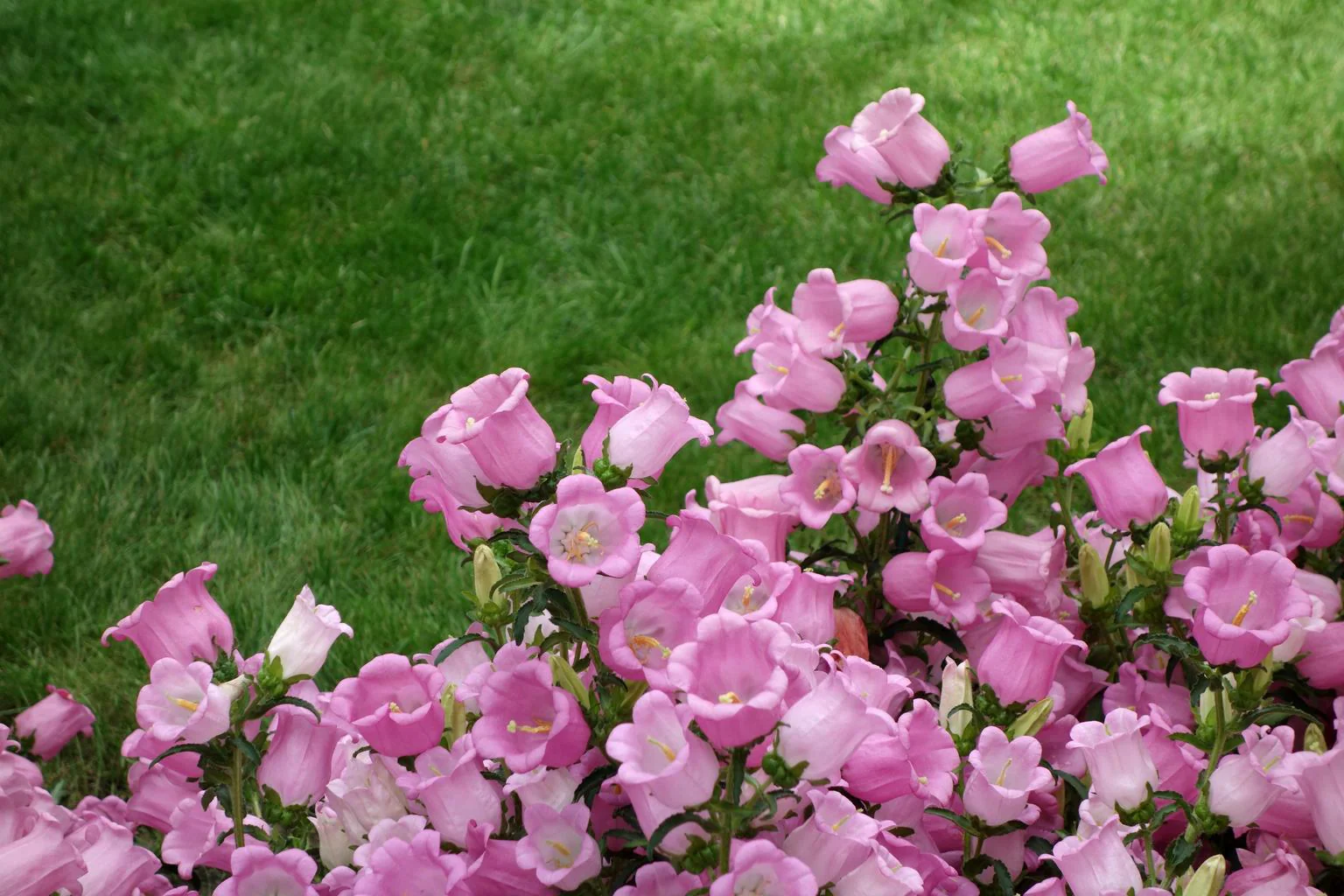 Campanula medium <br>CANTERBURY BELLS, CUP & SAUCER MIX - Image 5