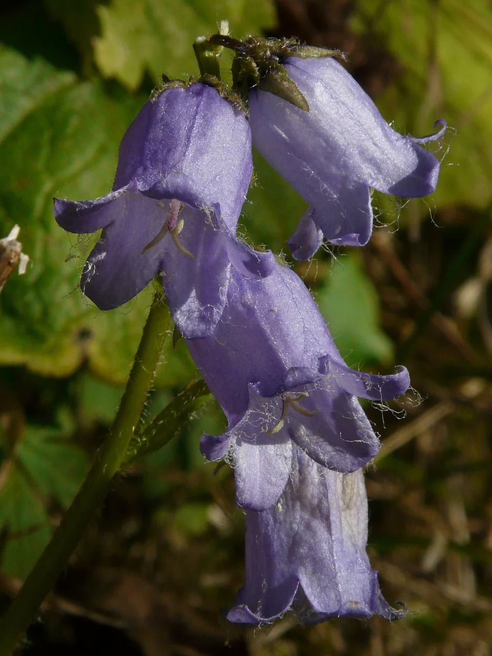 Campanula medium <br>CANTERBURY BELLS, CUP & SAUCER MIX - Image 6