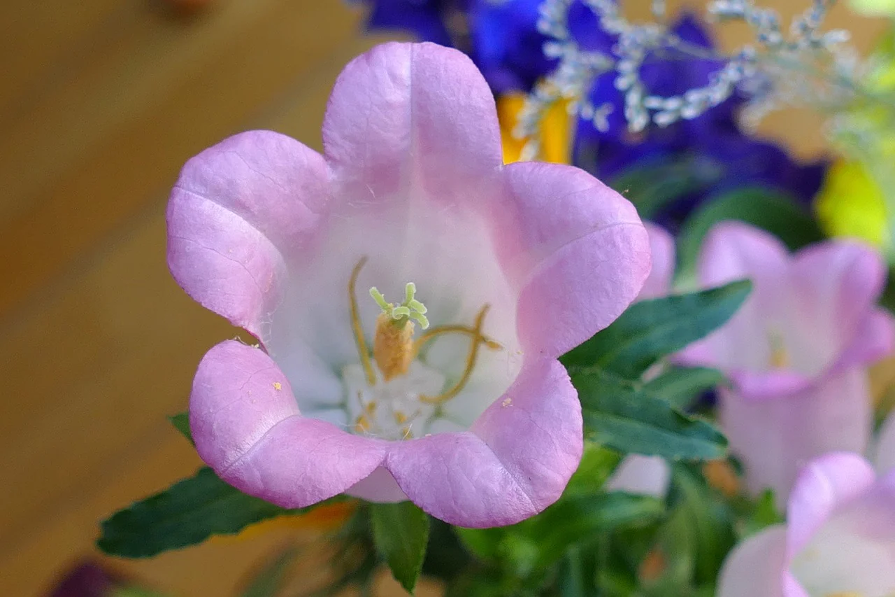 Campanula medium <br>CANTERBURY BELLS, CUP & SAUCER MIX - Image 7
