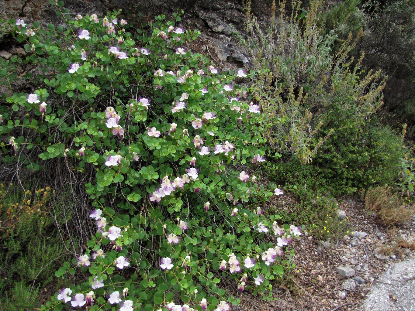 Capparis spinosa <br>CAPER BUSH, FLINDER'S ROSE - Image 2