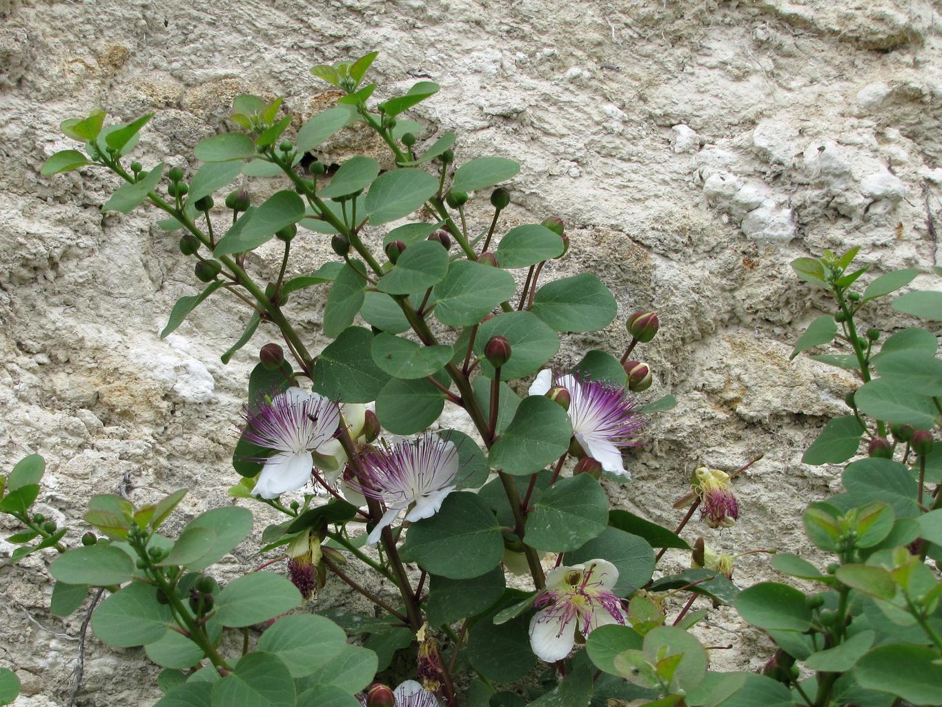 Capparis spinosa <br>CAPER BUSH, FLINDER'S ROSE - Image 3