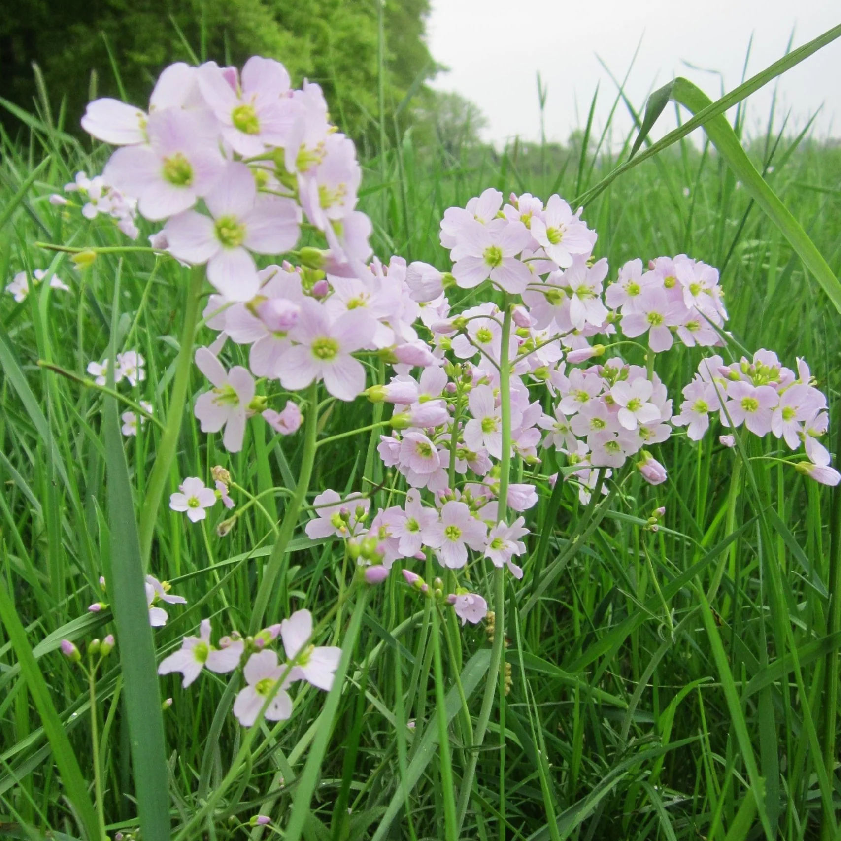 Cardamine pratensis <br>CUCKOO FLOWER, MEADOW CRESS, LADY'S SMOCK, BITTERCRESS