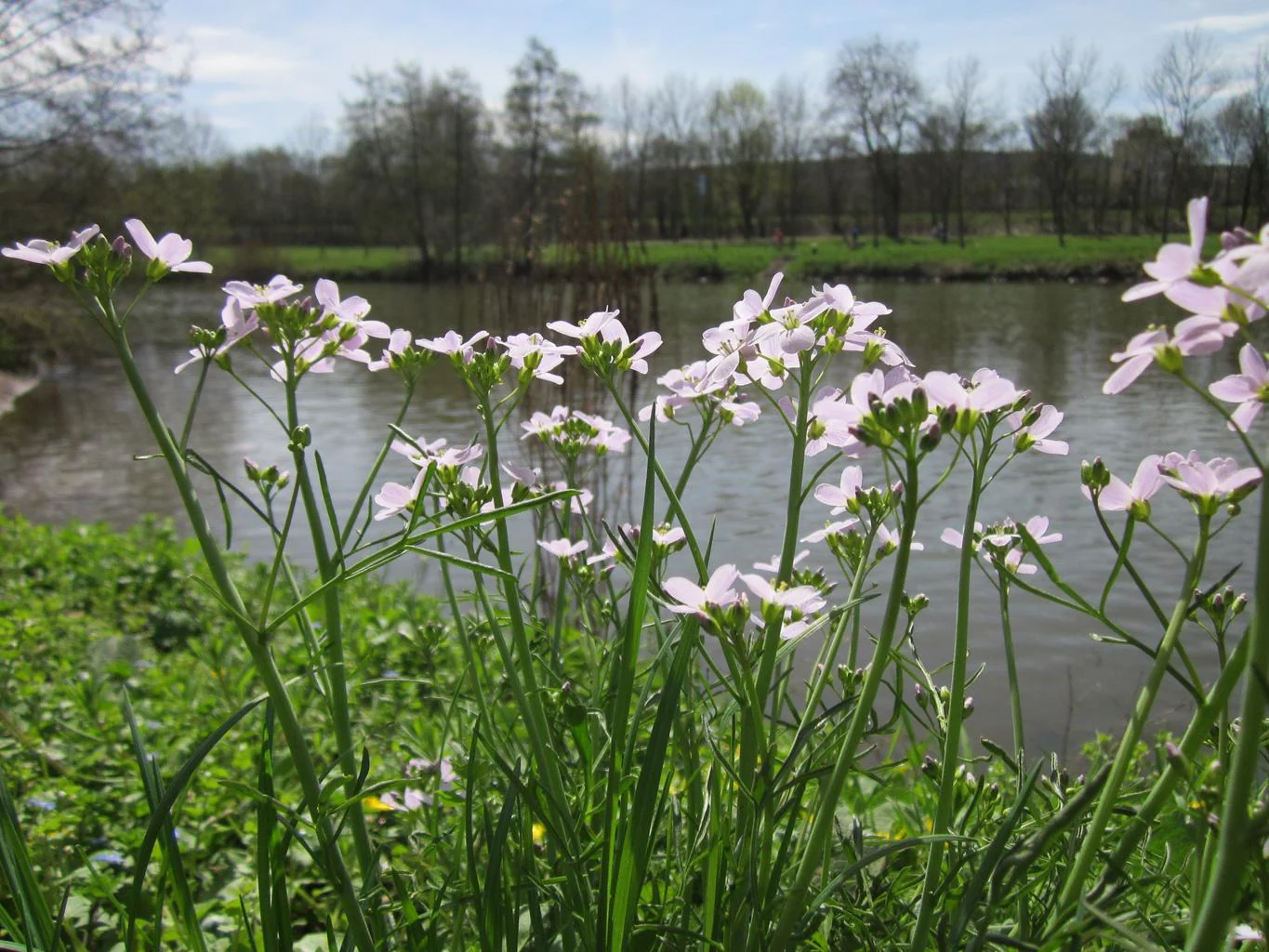 Cardamine pratensis <br>CUCKOO FLOWER, MEADOW CRESS, LADY'S SMOCK, BITTERCRESS - Image 2