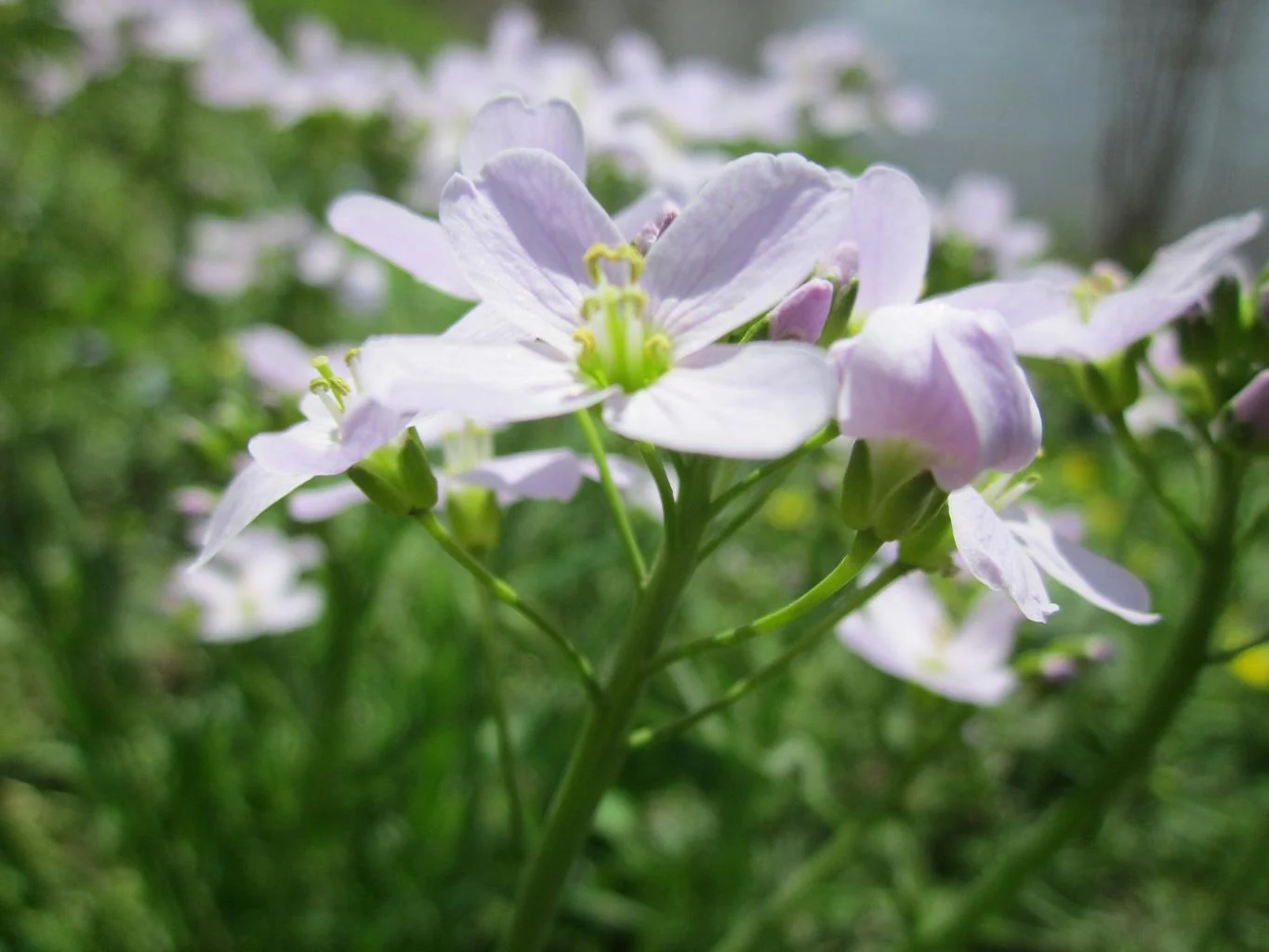 Cardamine pratensis <br>CUCKOO FLOWER, MEADOW CRESS, LADY'S SMOCK, BITTERCRESS - Image 3
