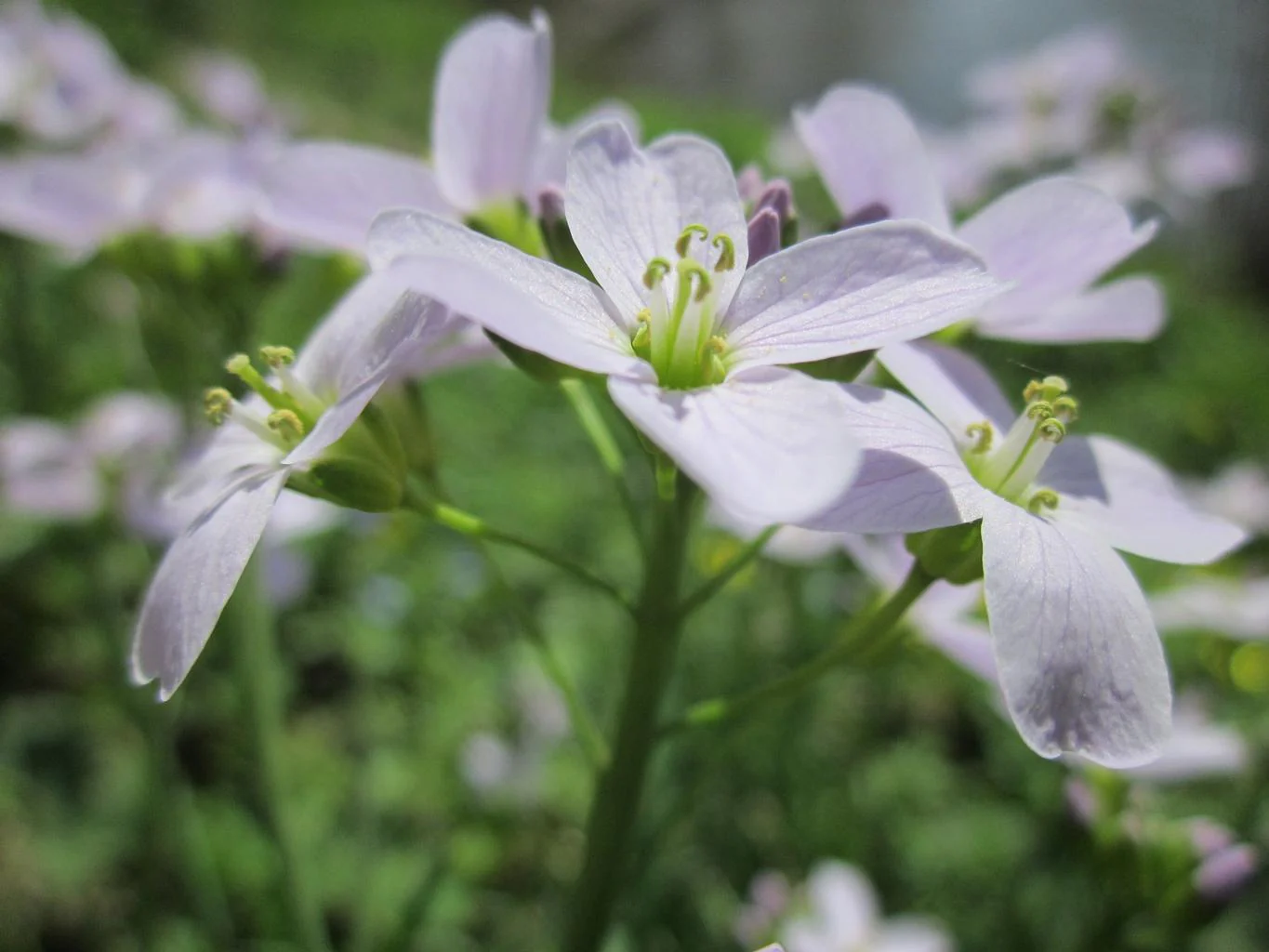 Cardamine pratensis <br>CUCKOO FLOWER, MEADOW CRESS, LADY'S SMOCK, BITTERCRESS - Image 4