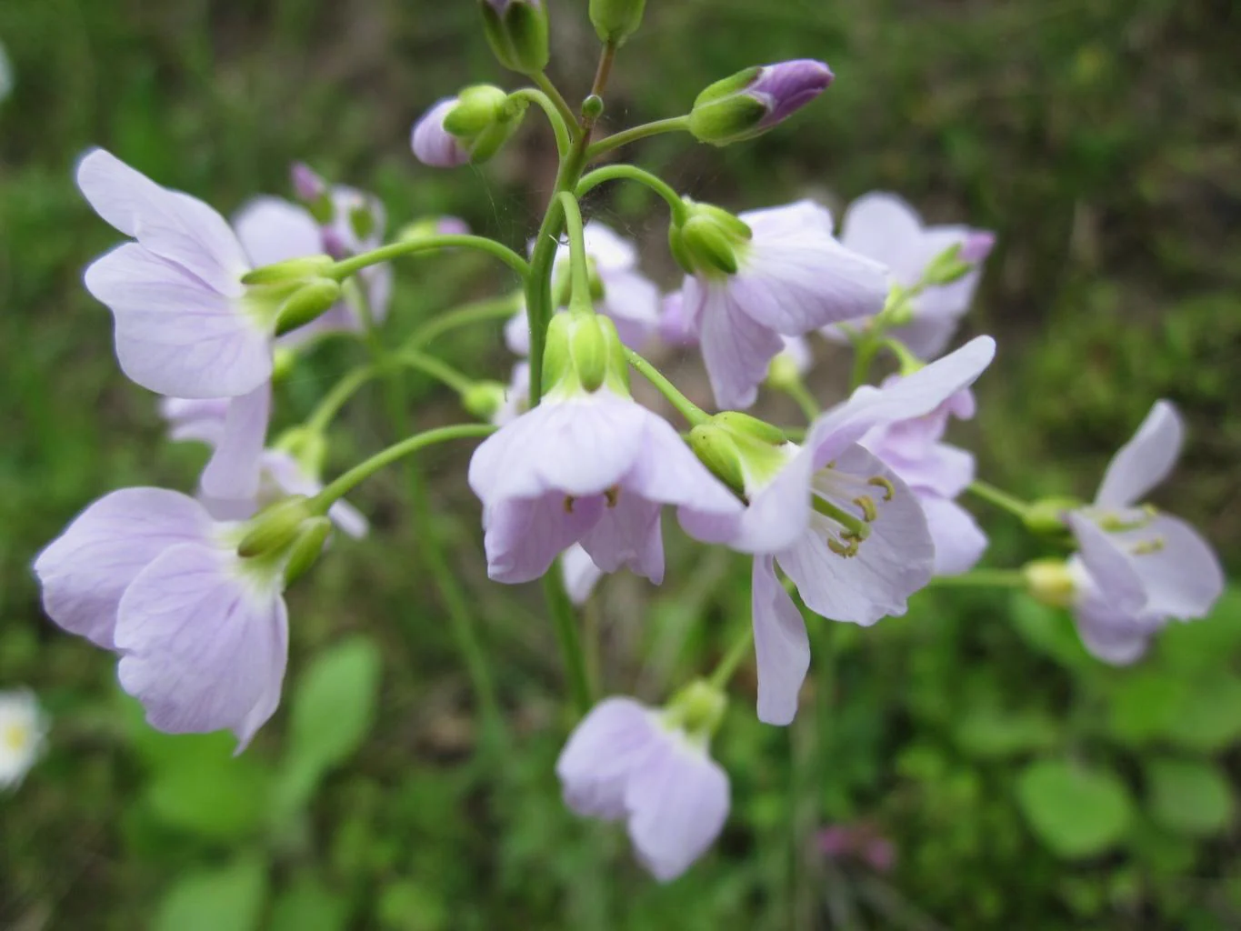 Cardamine pratensis <br>CUCKOO FLOWER, MEADOW CRESS, LADY'S SMOCK, BITTERCRESS - Image 5