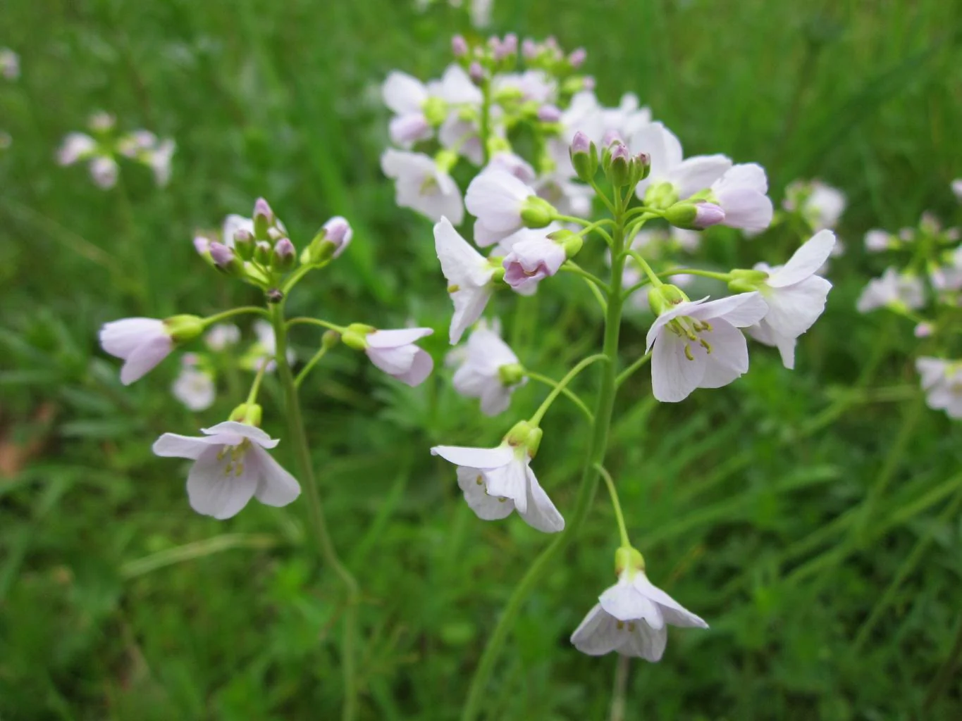 Cardamine pratensis <br>CUCKOO FLOWER, MEADOW CRESS, LADY'S SMOCK, BITTERCRESS - Image 6
