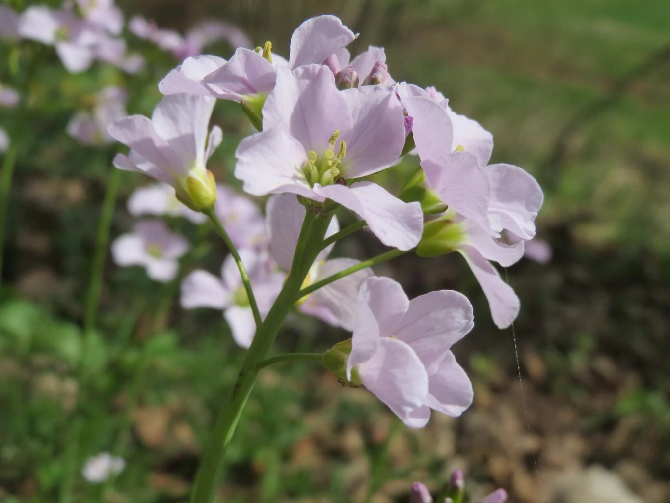 Cardamine pratensis <br>CUCKOO FLOWER, MEADOW CRESS, LADY'S SMOCK, BITTERCRESS - Image 7
