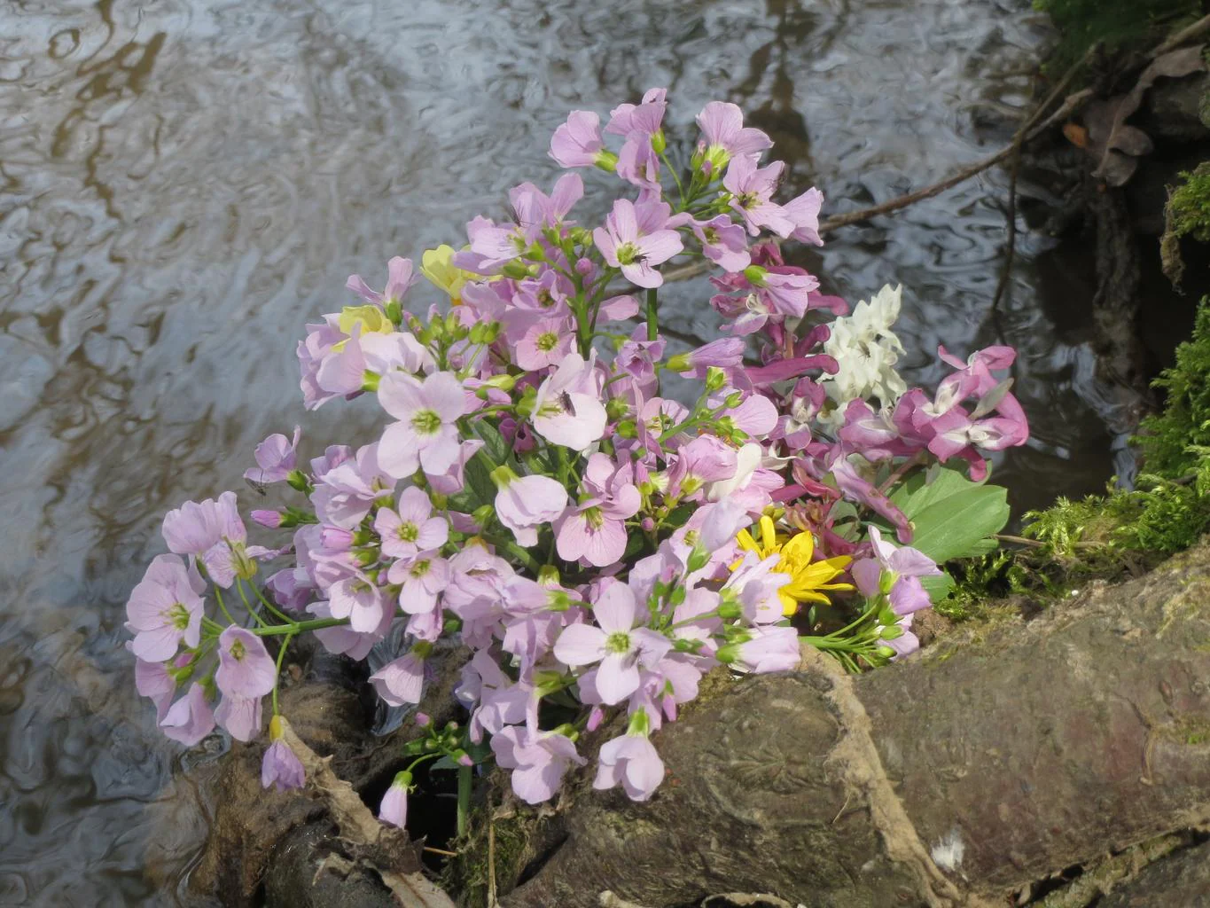 Cardamine pratensis <br>CUCKOO FLOWER, MEADOW CRESS, LADY'S SMOCK, BITTERCRESS - Image 8