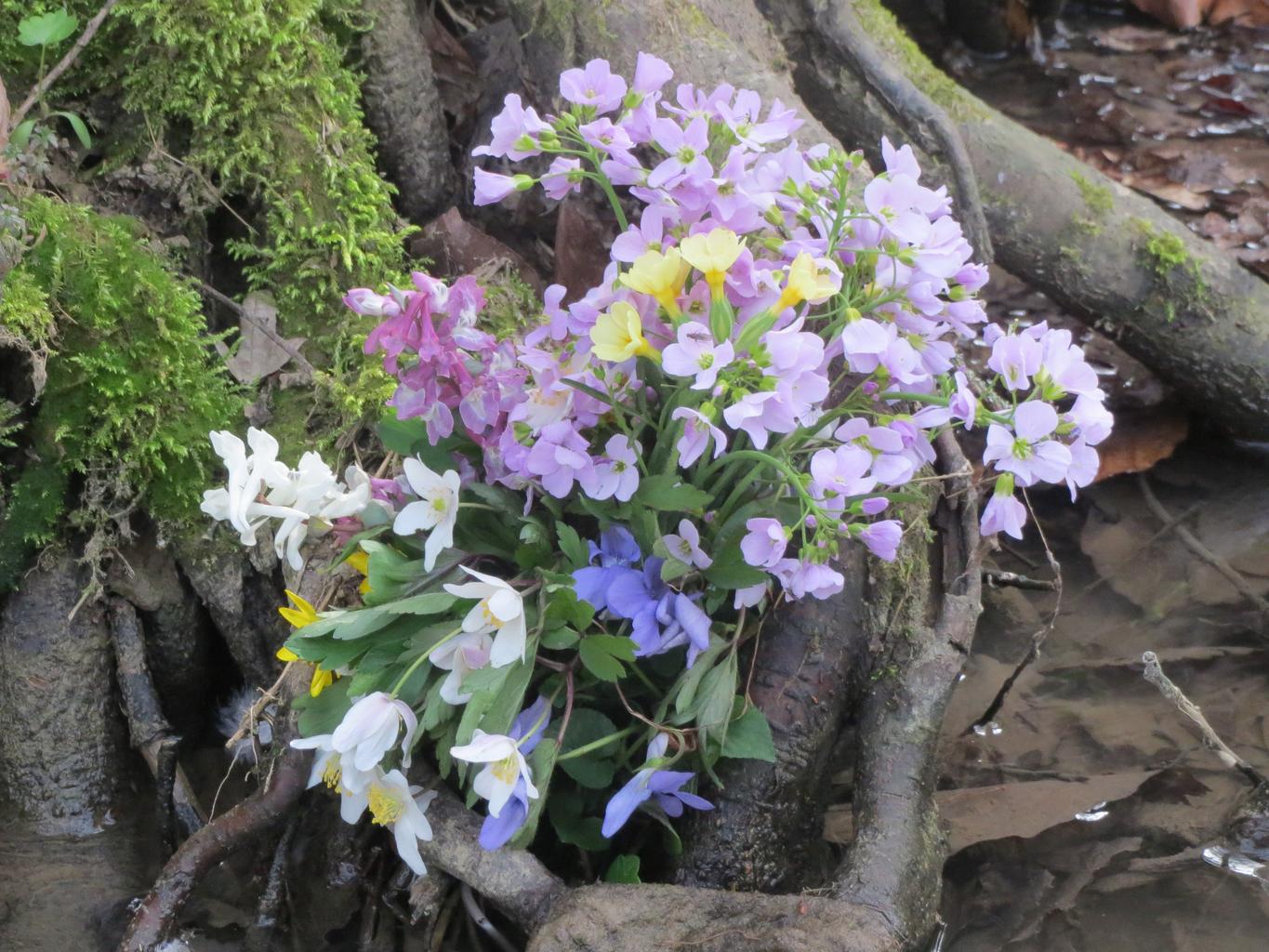 Cardamine pratensis <br>CUCKOO FLOWER, MEADOW CRESS, LADY'S SMOCK, BITTERCRESS - Image 9