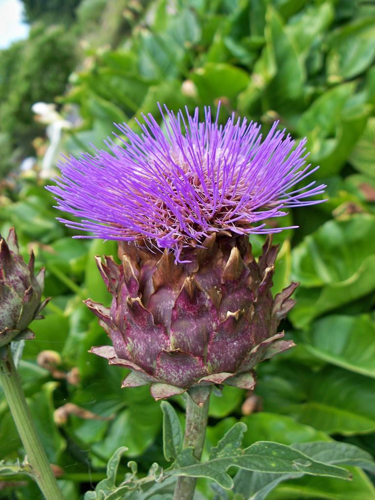Cynara cardunculus <br>CARDOON