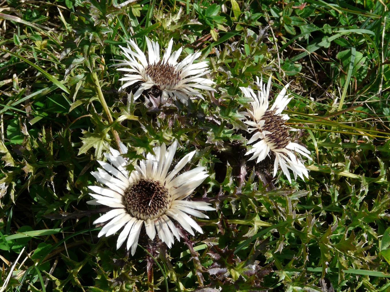 Carlina acaulis ssp caulescens <br>CARLINE THISTLE, SILVER THISTLE, WEATHER THISTLE