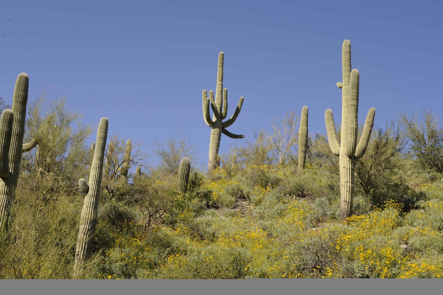 Carnegiea gigantea <br>SANGUARO CACTUS - Image 13