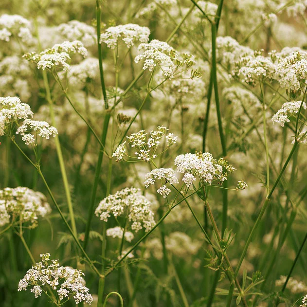 Carum carvi <br>CARAWAY