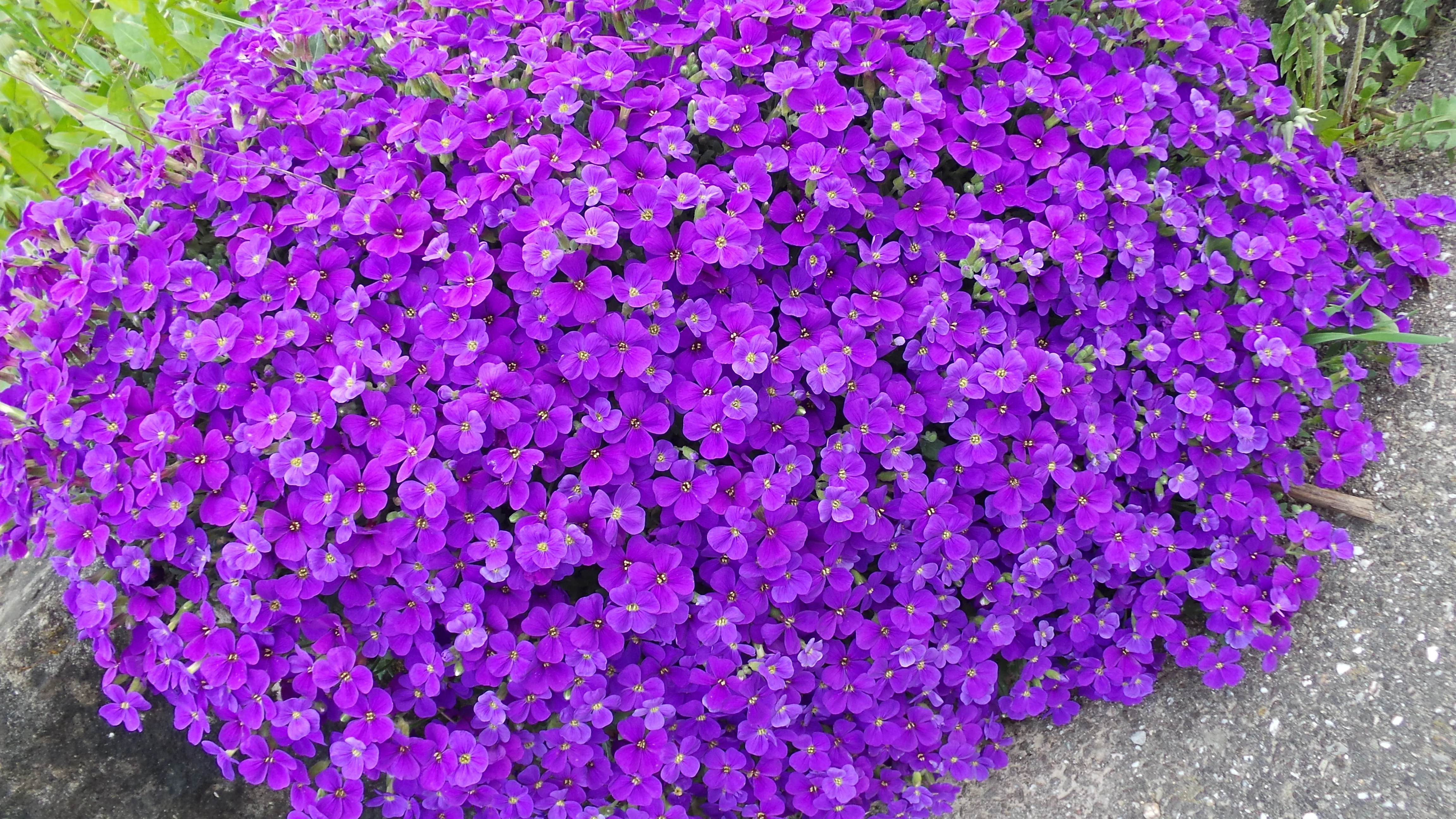Aubrieta deltoidea <br>ROCK CRESS MIX