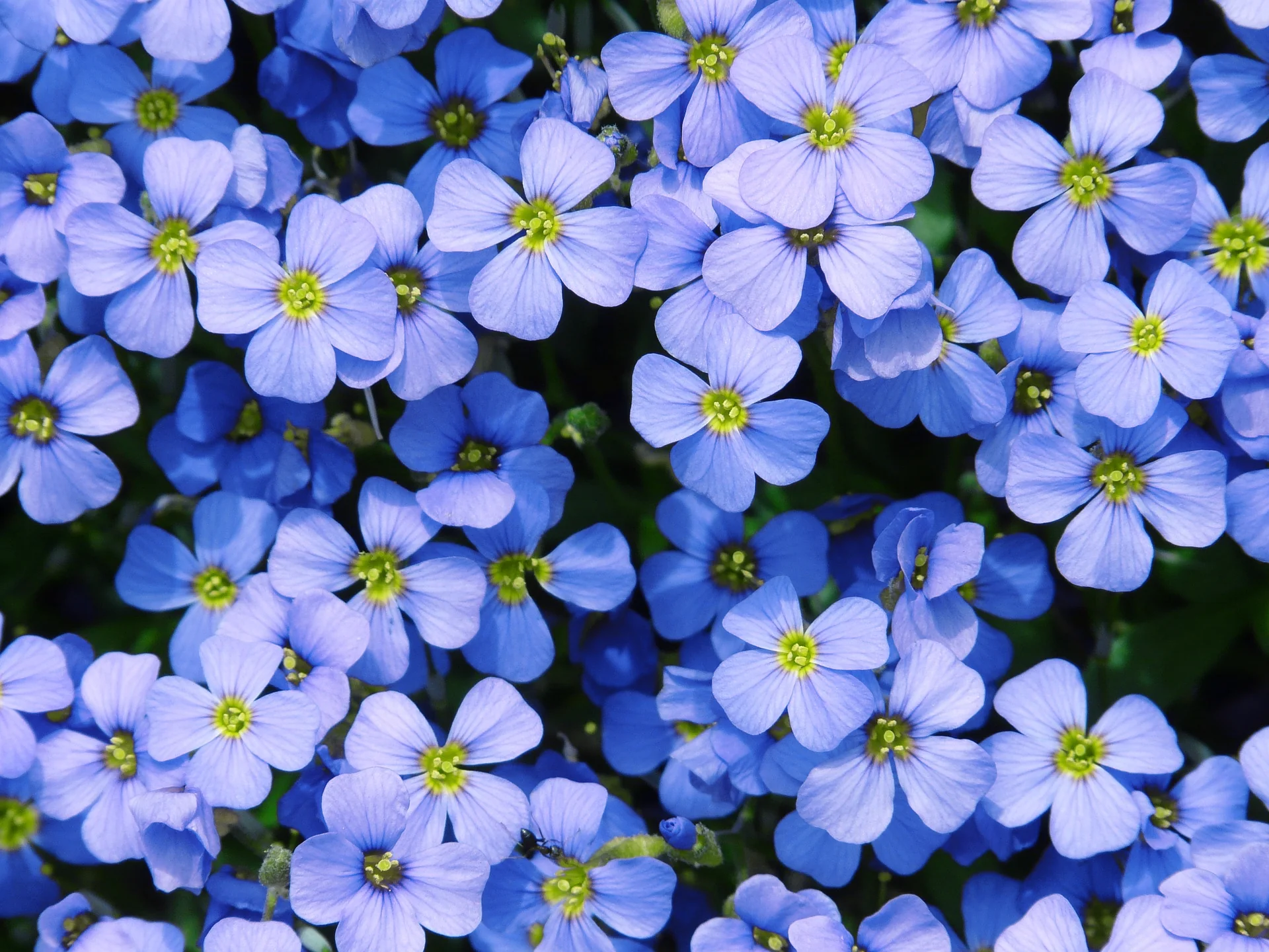 Aubrieta deltoidea <br>ROCK CRESS MIX - Image 3