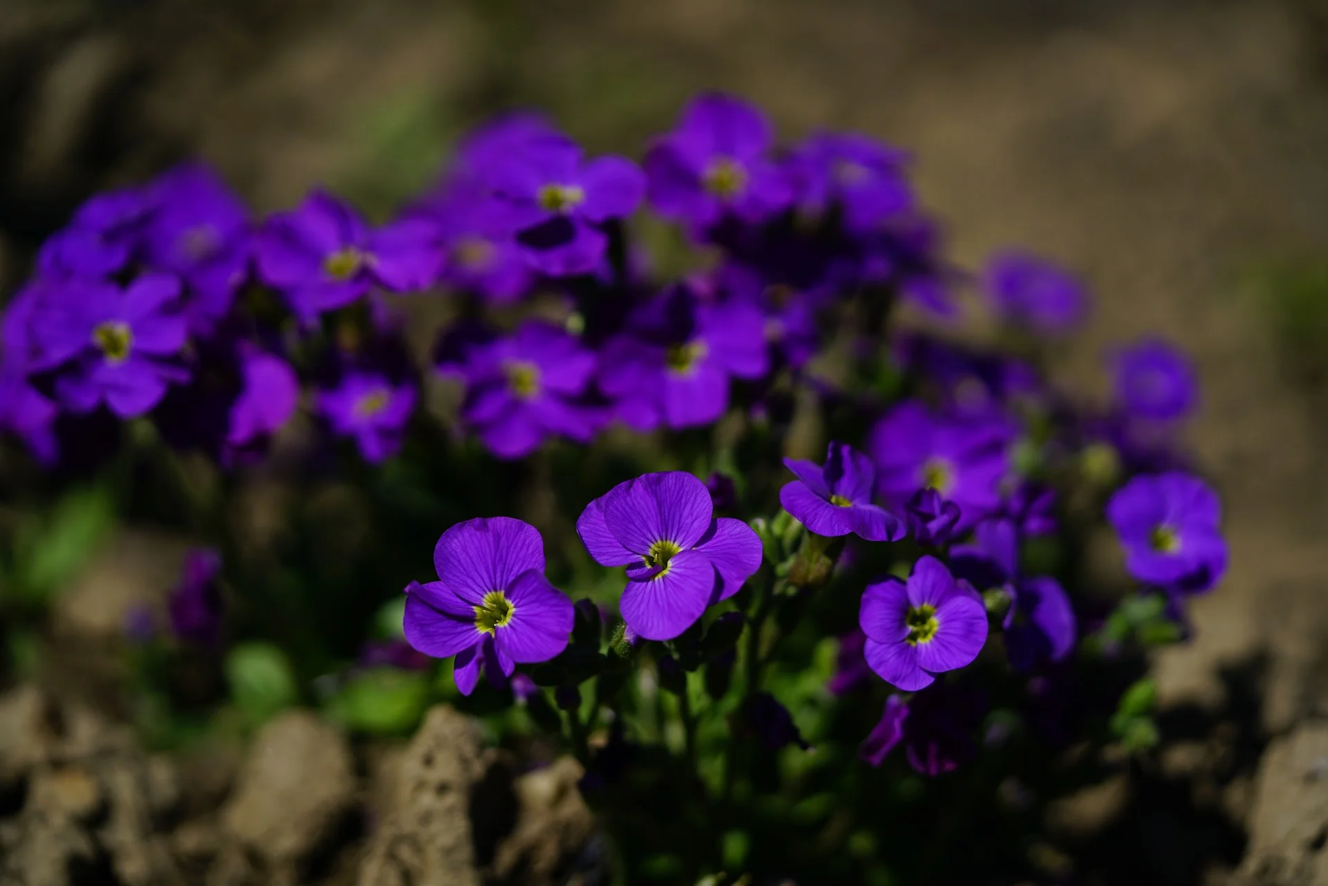 Aubrieta deltoidea <br>ROCK CRESS MIX - Image 4
