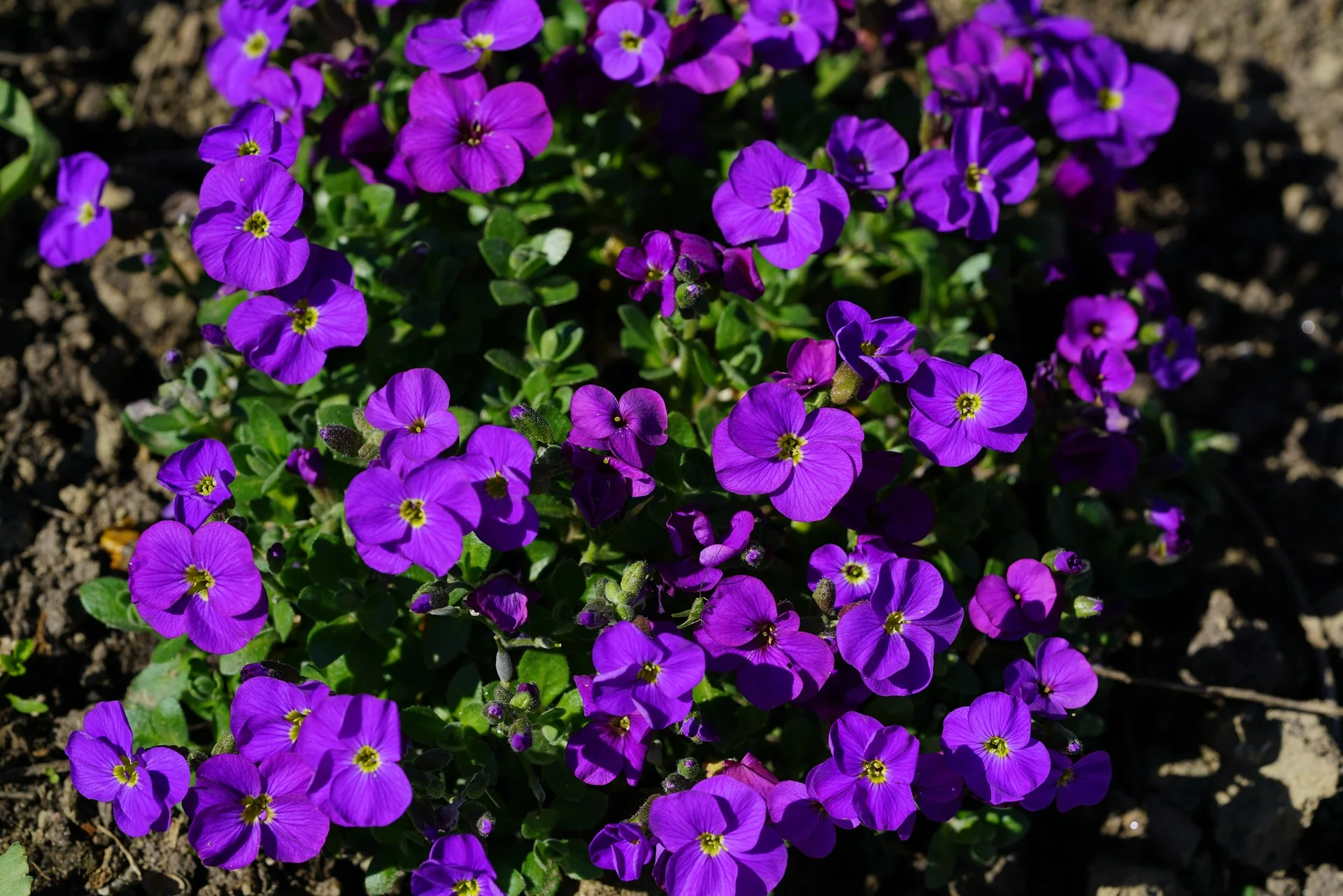 Aubrieta deltoidea <br>ROCK CRESS MIX - Image 5